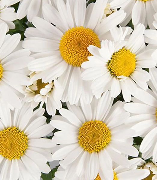 Leucanthemum x superbum 'Ooh La LaGrande'
